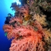 coral_soft_bro_l_e_v_0014_egy0432.jpg